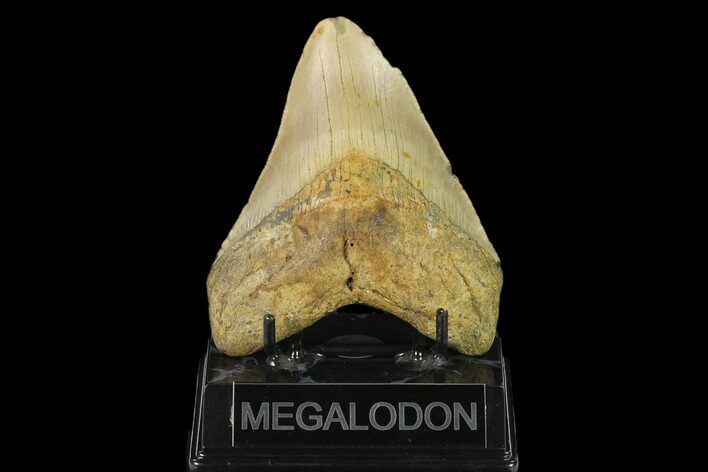 Fossil Megalodon Tooth - North Carolina #124912